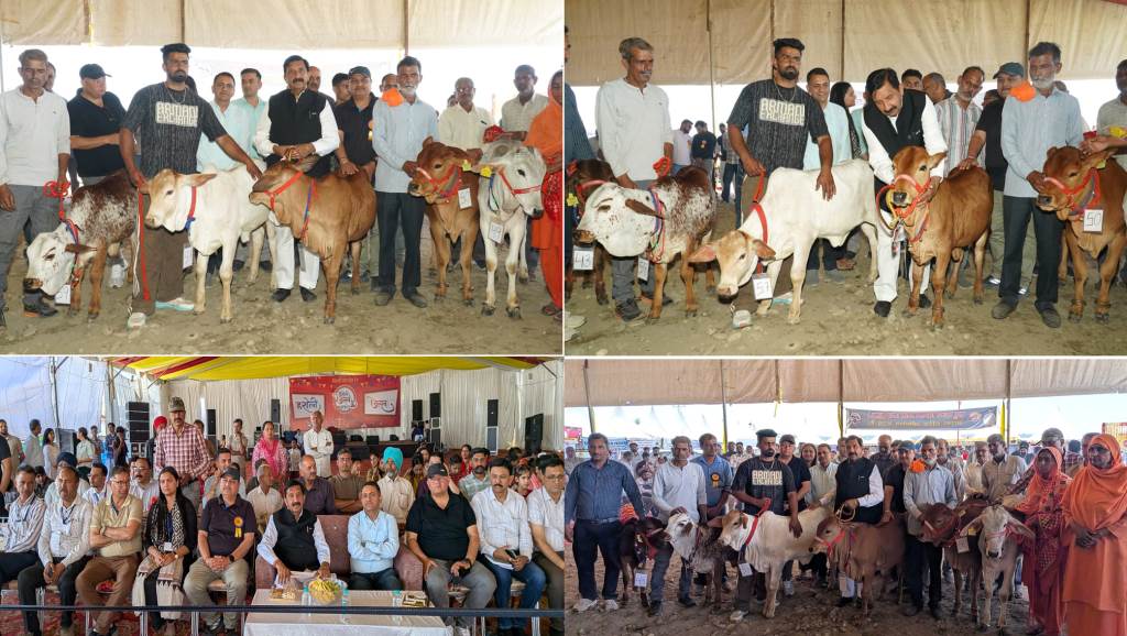Calf Rally Becomes the Center of Attraction on Day Two of the StateLevel Haroli Festival2026